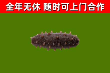 振安烟酒回收干海参.jpg